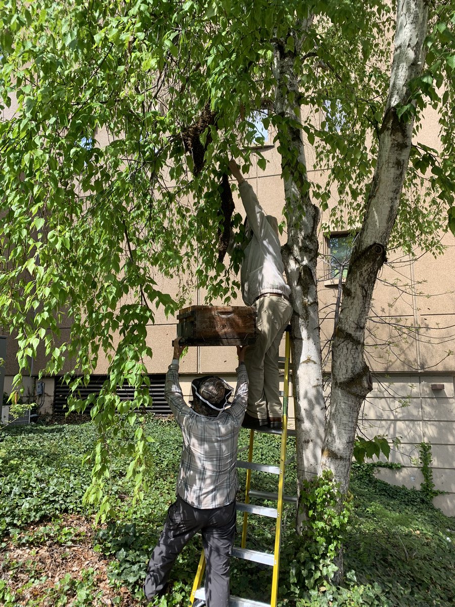 WSU Bee Research (@wsubees) on Twitter photo Entomology graduate students Riley Reed and Adam Ware prepare to shake a swarm of honey bees from a branch into a hive. The swarm will be relocated to a university apiary. <a href="/wsubees/">WSU Bee Research</a> <a href="/WSUEntomology/">WSU Entomology</a> Entomology graduate students Riley Reed and Adam Ware prepare to shake a swarm of honey bees from a branch into a hive. The swarm will be relocated to a university apiary. <a href="/wsubees/">WSU Bee Research</a> <a href="/WSUEntomology/">WSU Entomology</a>