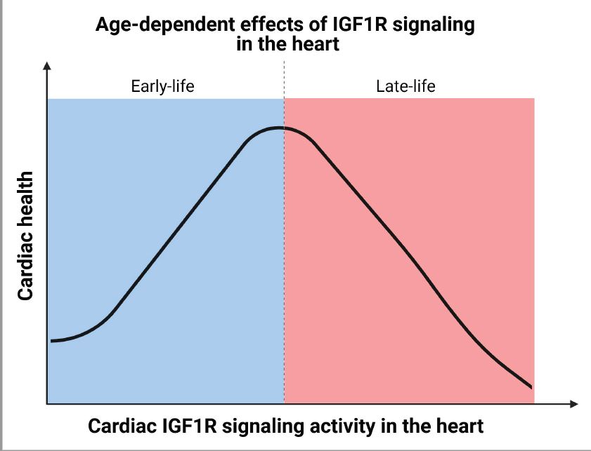 Circulation (@circaha) on Twitter photo #OriginalResearch: The relationship between #IGF1R signaling and cardiac health seems biphasic. Increased signaling at old age accentuates cardiac dysfunction by reducing autophagy and mitochondrial oxidative capacity. <a href="/mah_abdellatif/">Mahmoud Abdellatif</a> #AHAJournals ahajrnls.org/3tbfghU #OriginalResearch: The relationship between #IGF1R signaling and cardiac health seems biphasic. Increased signaling at old age accentuates cardiac dysfunction by reducing autophagy and mitochondrial oxidative capacity. <a href="/mah_abdellatif/">Mahmoud Abdellatif</a> #AHAJournals ahajrnls.org/3tbfghU