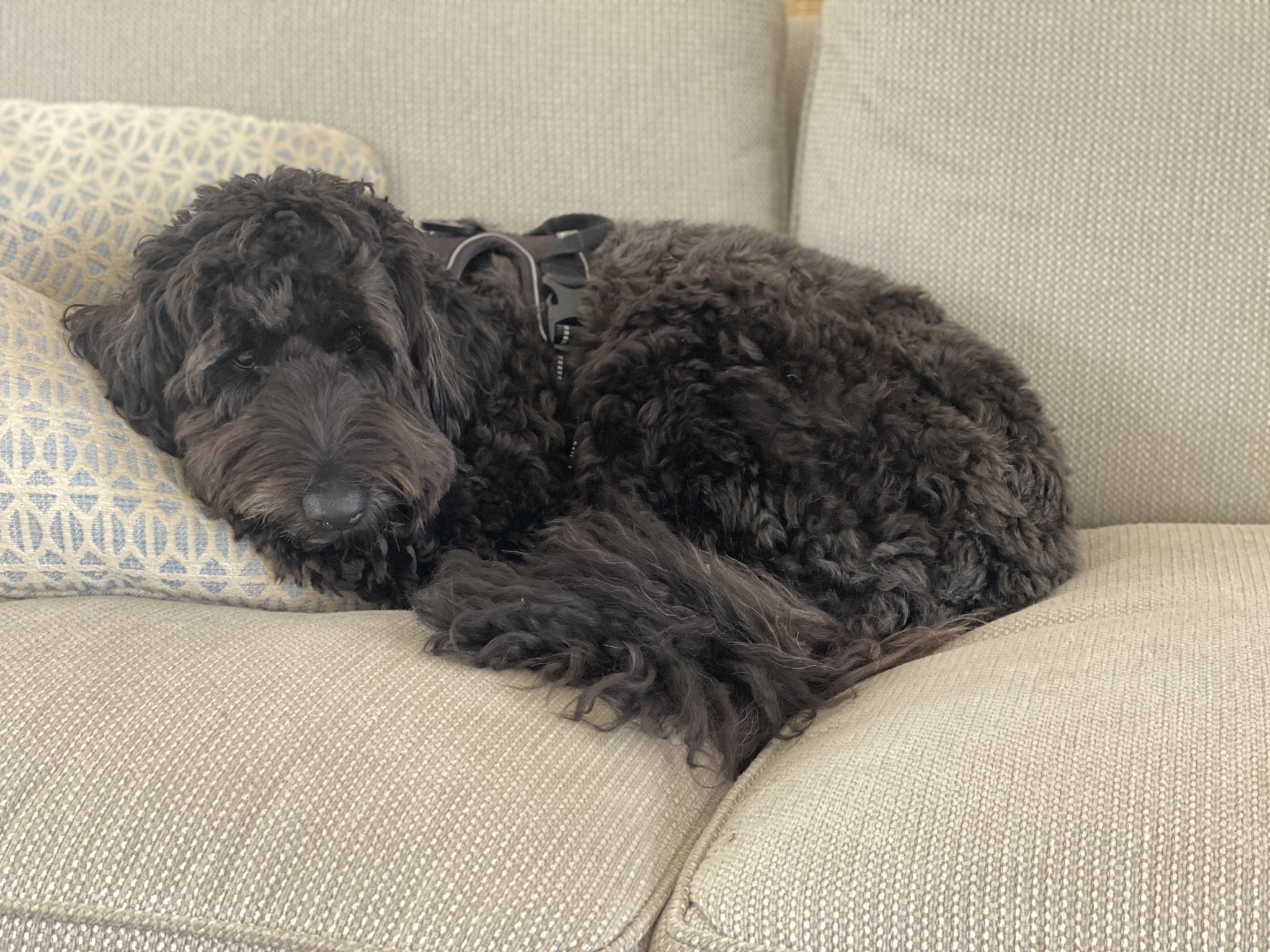Marc E. Elias on Twitter: "Bode loves a fluffy bed with a good toy