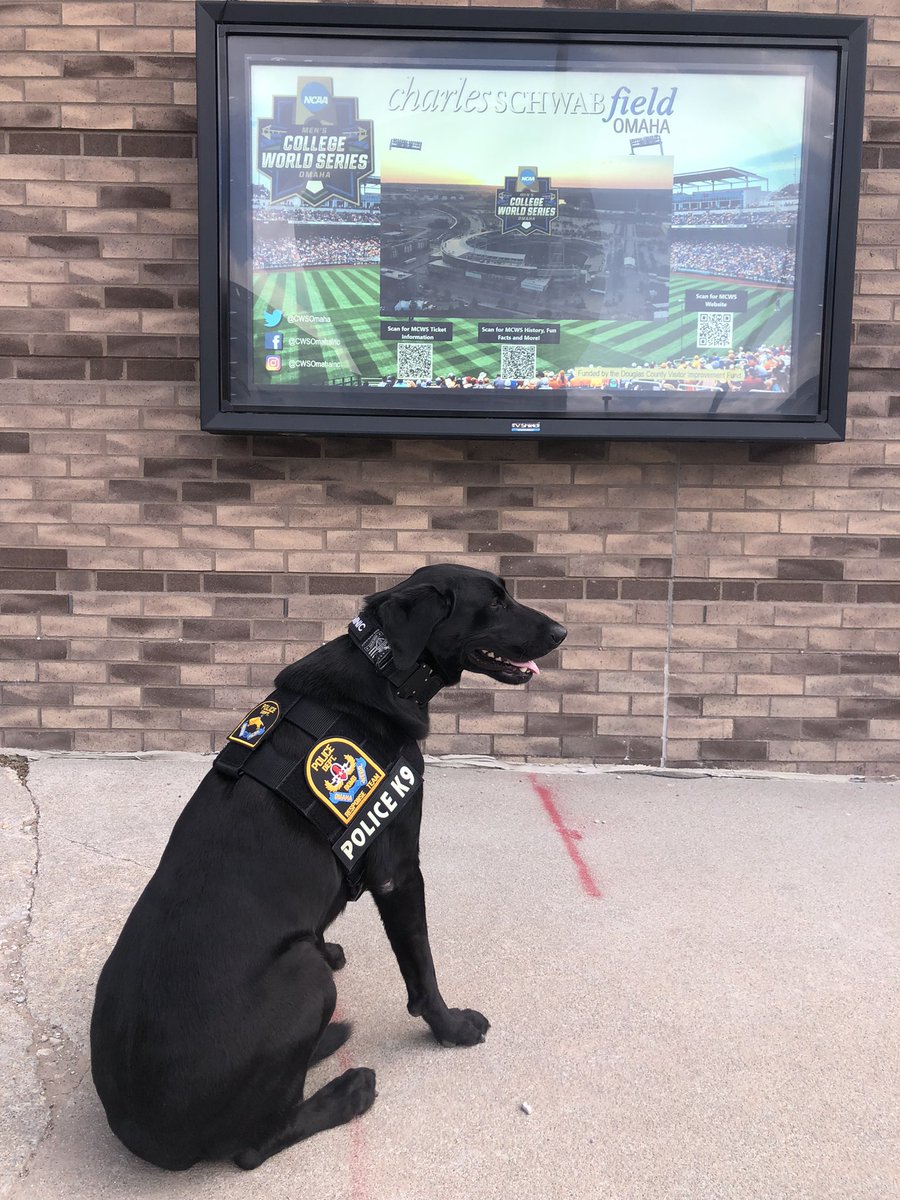 Hey, according to the TV outside @CharlesSchwabFO stadium, we are getting close to the College World Series!🐾

Can we go play on the field now? ⚾️ 
#opd
@CWSOmaha
@NCAACWS
@mecaomaha 
@VisitOmaha 
@Omaha_Sport