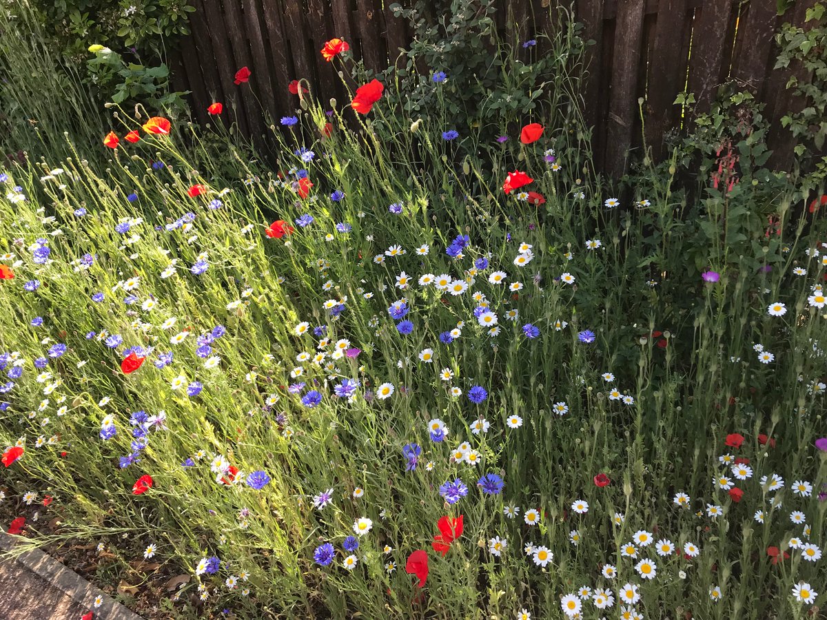 We sowed these wildflower seeds months ago and the colours turned out to be (coincidentally) perfectly coordinated in time for the Queen’s Jubilee. The neighbours &amp; bees get to enjoy them - so can you 🇬🇧
