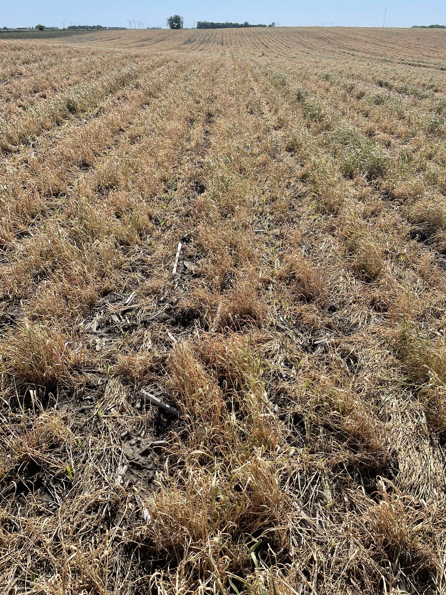When planting cover crops, getting a timely termination is critical! This one did not get a full kill and we were dry, setting the emergence behind the places the row cleaners were more aggressive… the stand is all there and with recent rains should catch up! <a href="/BecksHybrids/">Beck's Hybrids</a>