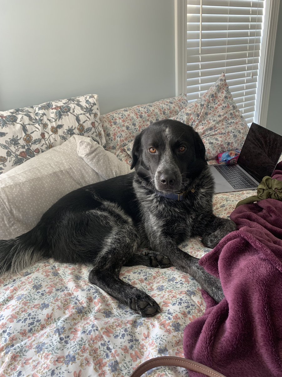madilynstev's tweet photo. The bestest boy ever https://t.co/AcCrVGeTMo