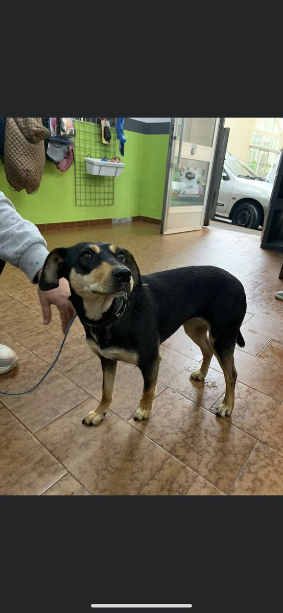 sospelinesprote's tweet photo. Nala tiene año y medio y busca familia. Es de tamaño pequeño sobre 11 kg. Si quieres conocerla rellena el cuestionario de nuestro perfil. Está en A Coruña https://t.co/e3xlpBymEj
