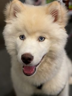 Dog_Daycare's tweet photo. Introducing our newest Dog of the Week!

Pluto the Husky 🎉!

This sweet 6 month boy loooooves to play! He also loves to talk to the Front Desk staff every morning and tell them what kind of fun he’s planning on having. https://t.co/kpe3ySUCkX