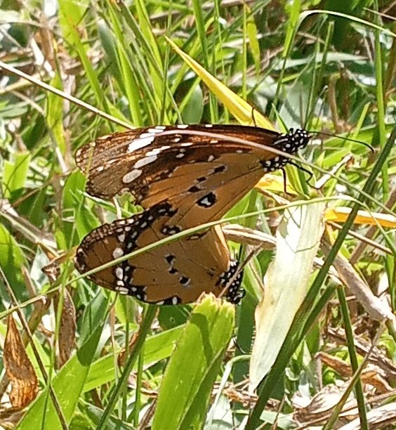 Another friend of mine #Danaus chrysippus (African Queen Butterfly) were mating. Love #nature, love #biodiversity, and save #life. <a href="/NatButterflies/">National Butterfly 🦋</a>