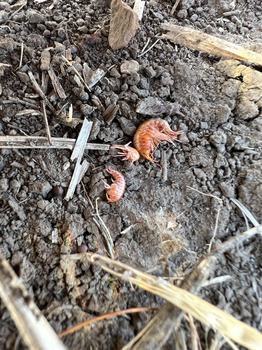 Agviser's tweet photo. @ABbugcounter @Megarhyssa have you ever come across these critters in the middle of a wheat field? #minishrimp https://t.co/WInf7noY9V