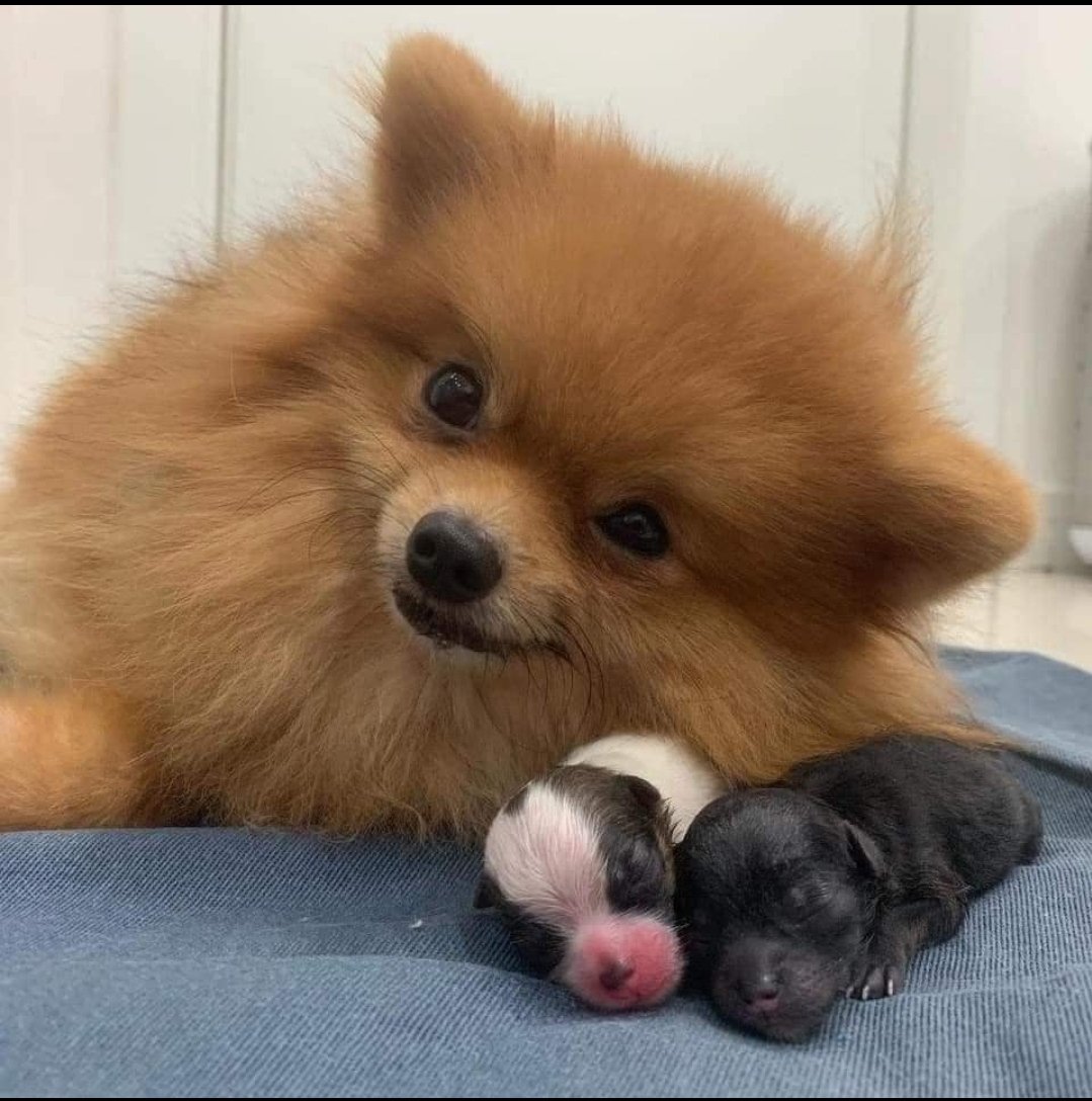 thehappydog_'s tweet image. This dog just gave birth to 2 puppies , this is her proud face ❤🥰