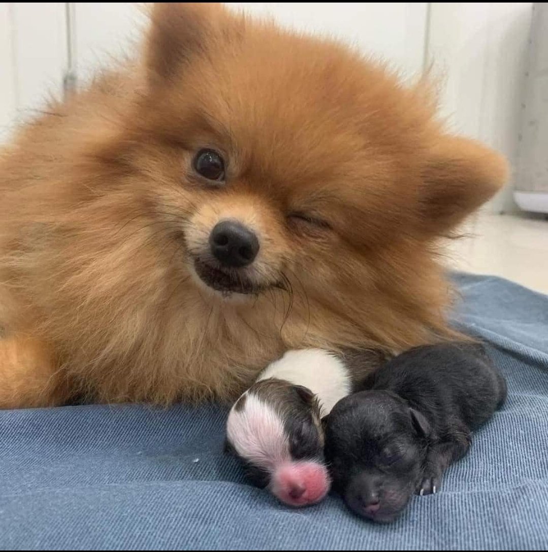 thehappydog_'s tweet image. This dog just gave birth to 2 puppies , this is her proud face ❤🥰