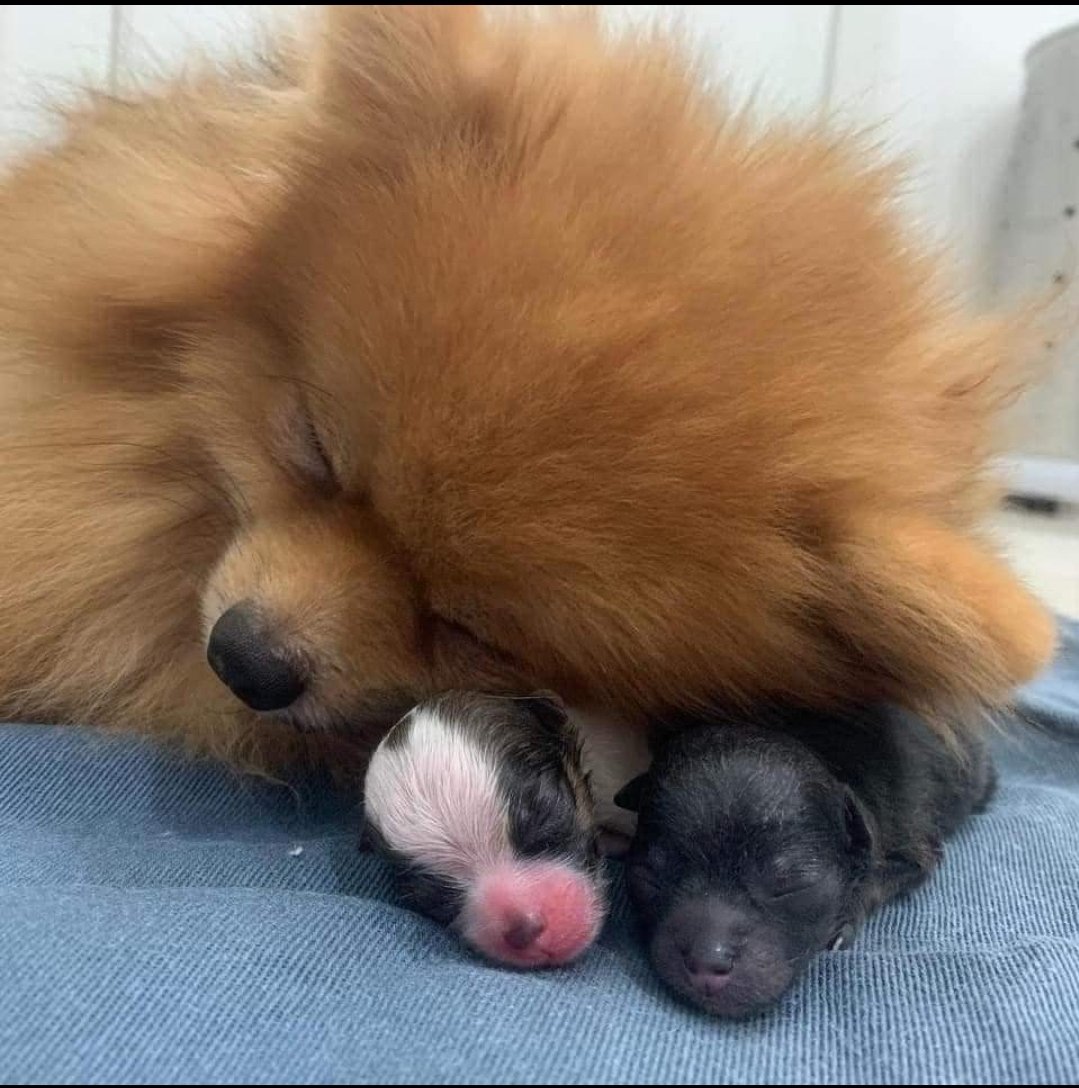 This dog just gave birth to 2 puppies , this is her proud face ❤🥰