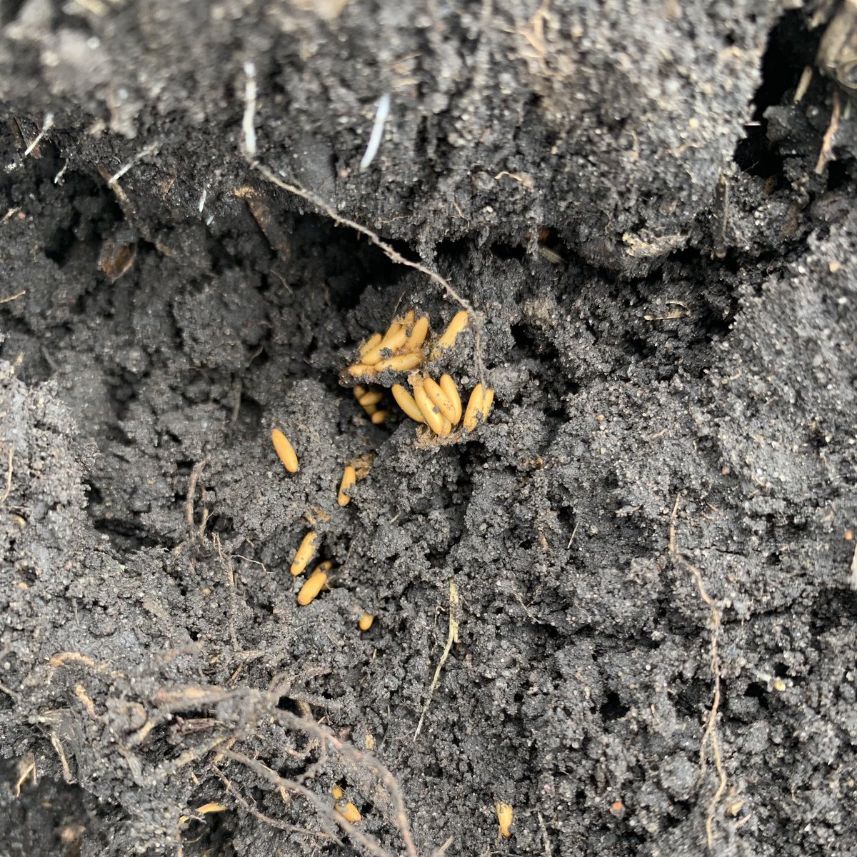 Megan Davidson tweet media