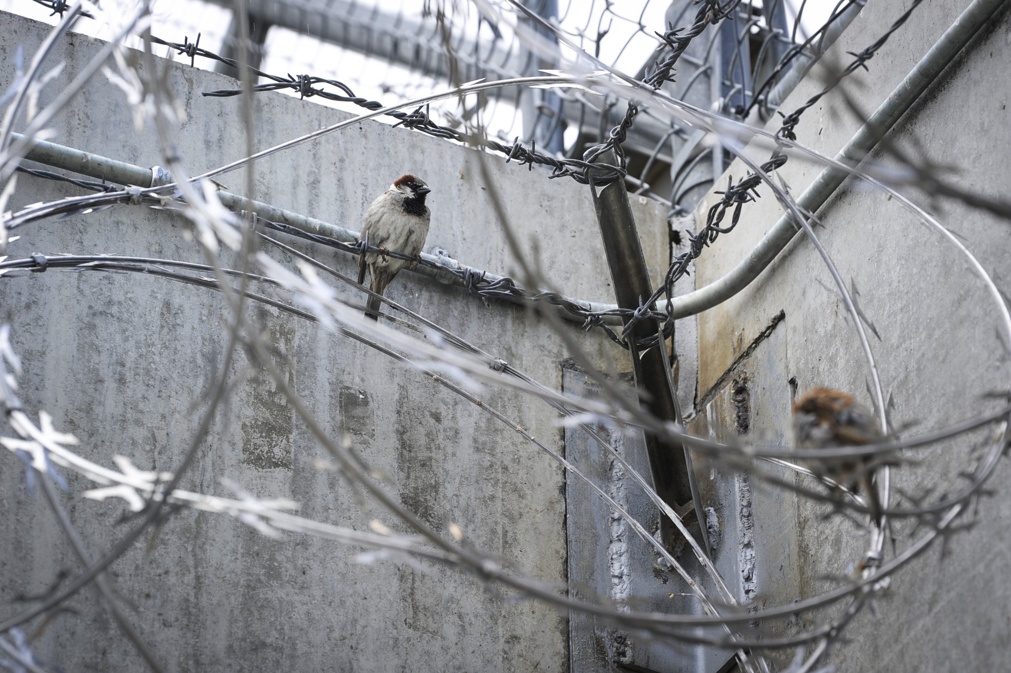 Seaborn Larson on Twitter: