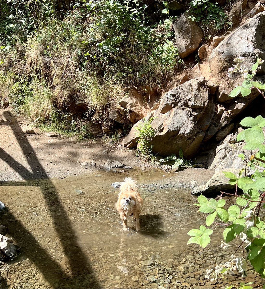 Diane_Y's tweet photo. How can you not love this sweet face. My girl love to refresh when hiking on a warm morning.❤️🐾🐶🥾 #hiking #auburncalifornia #dogsoftwitter #hikewithfriends https://t.co/uEZUM69twk