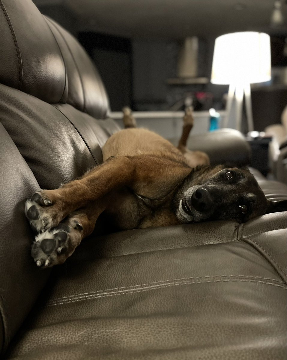 Why Do Dogs Hang Their Head Off The Couch