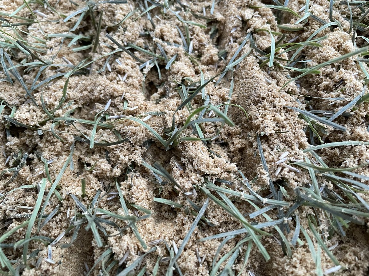 After some unfortunate delays last week, we now have all the sand out and <a href="/QualitySeed/">Johnsons Sports Seed</a> in the ground and thanks to <a href="/PremierPitches/">Premier Pitches</a> for staying abit later to get us done. Ready for Soil amendments and aeration in the morning.  #j4premierpitch