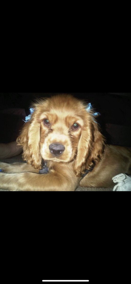 Lelii23's tweet photo. Original pic of my baby when she was a pup🥹💙 https://t.co/f5ybSwZRcV