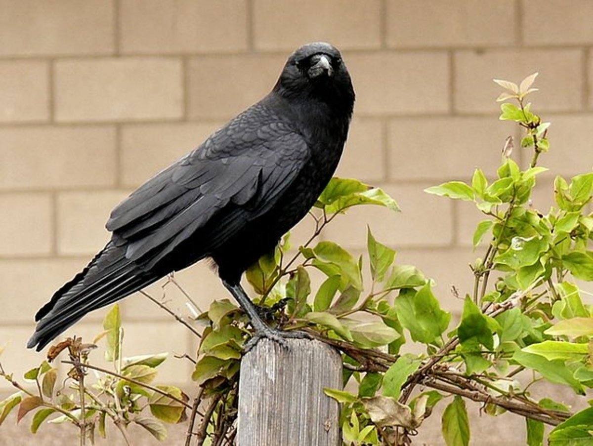 KatherineHadl11's tweet photo. #39canimals "The crows are just as much trying to navigate living with us as we are with them, and harming them using methods that we know won’t work in dispelling them borders on malice and not just population management." https://t.co/RzyVhEQrB0