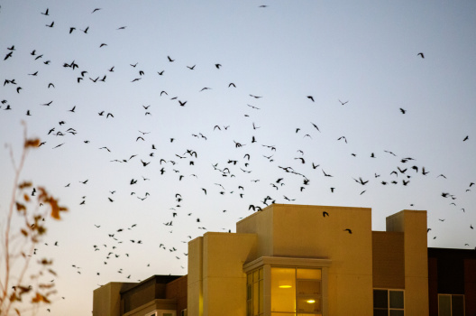 KatherineHadl11's tweet photo. #39canimals "The crows arrive in droves as the sun sets, settling in their night routine and roost in downtown Sunnyvale, covering the area with droppings and socializing with their signature calls, which you’ll recognize if you’ve ever watched a group of crows interact" https://t.co/ne388mGPq9