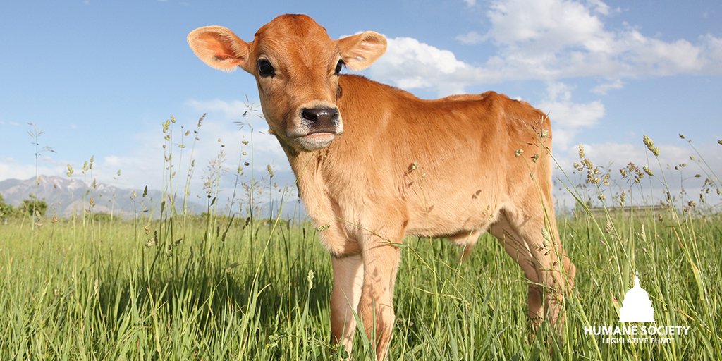 TY <a href="/SenFeinstein/">Senator Dianne Feinstein</a> <a href="/SenAlexPadilla/">Senator Alex Padilla</a> <a href="/SenBooker/">Sen. Cory Booker</a> for your leadership on the ltr signed by 16 Sens urging Solicitor Gen Prelogar to #ProtectProp12. Americans want humane, safe food. Interference in the courts by factory farm interests shouldn’t affect that 🐮🐷 bit.ly/3tc26kU