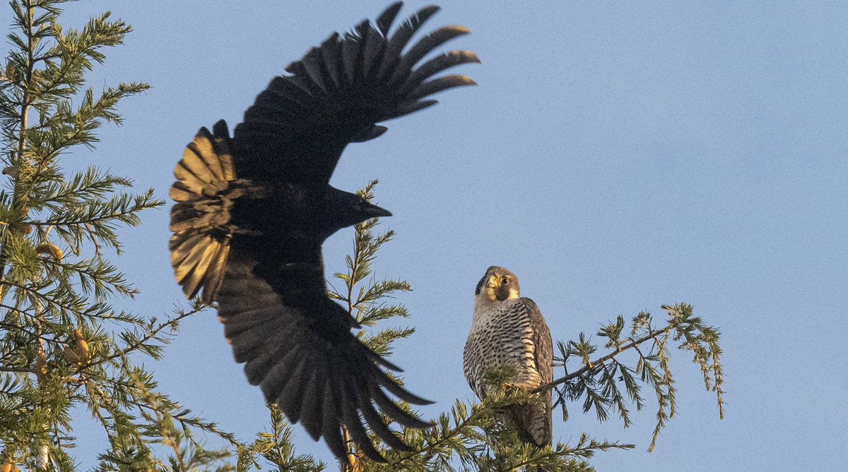 KatherineHadl11's tweet photo. #39canimals "To dissuade the crows from residing in inconvenient areas, local governments contract out to companies who specialize in dispelling crows. They have specifically trained falcons and handlers that will send their falcons to harass the crow population..." https://t.co/4qhxakuzbM