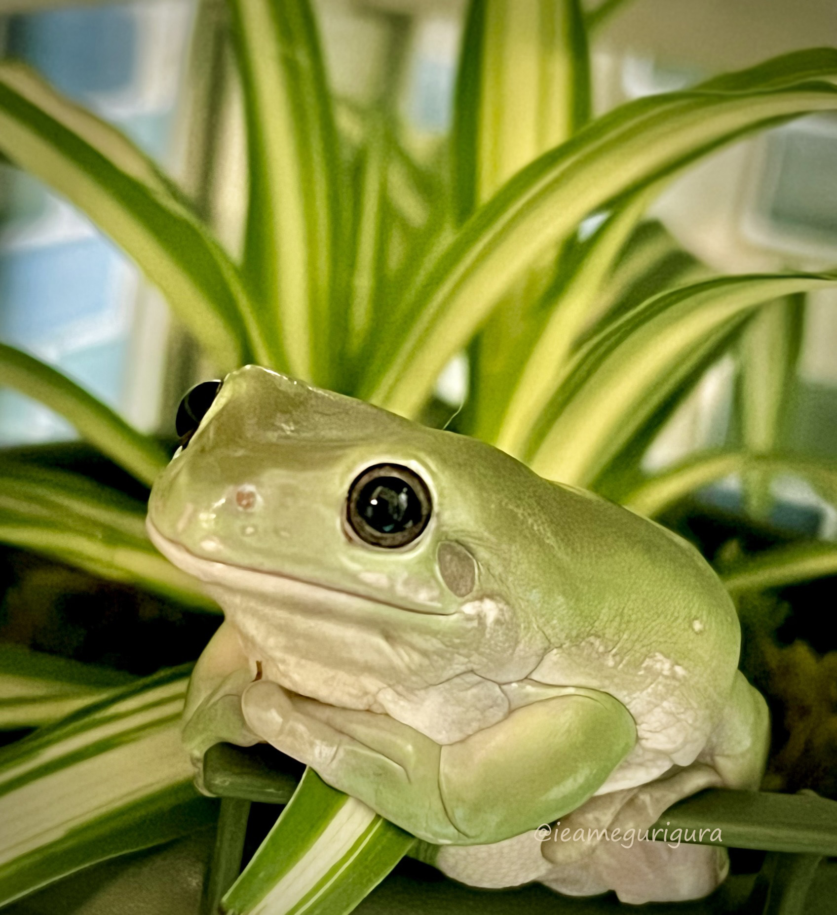 いえあめがえるのぐりとぐら 暗闇で黒目が可愛いカエル いつもぐりが陣取ってたひじ掛けに昨日はぐらが 抱きだこ発見して雄 確定しました おはようございまーす イエアメガエル カエル Frog T Co 6mgpwtsorh Twitter