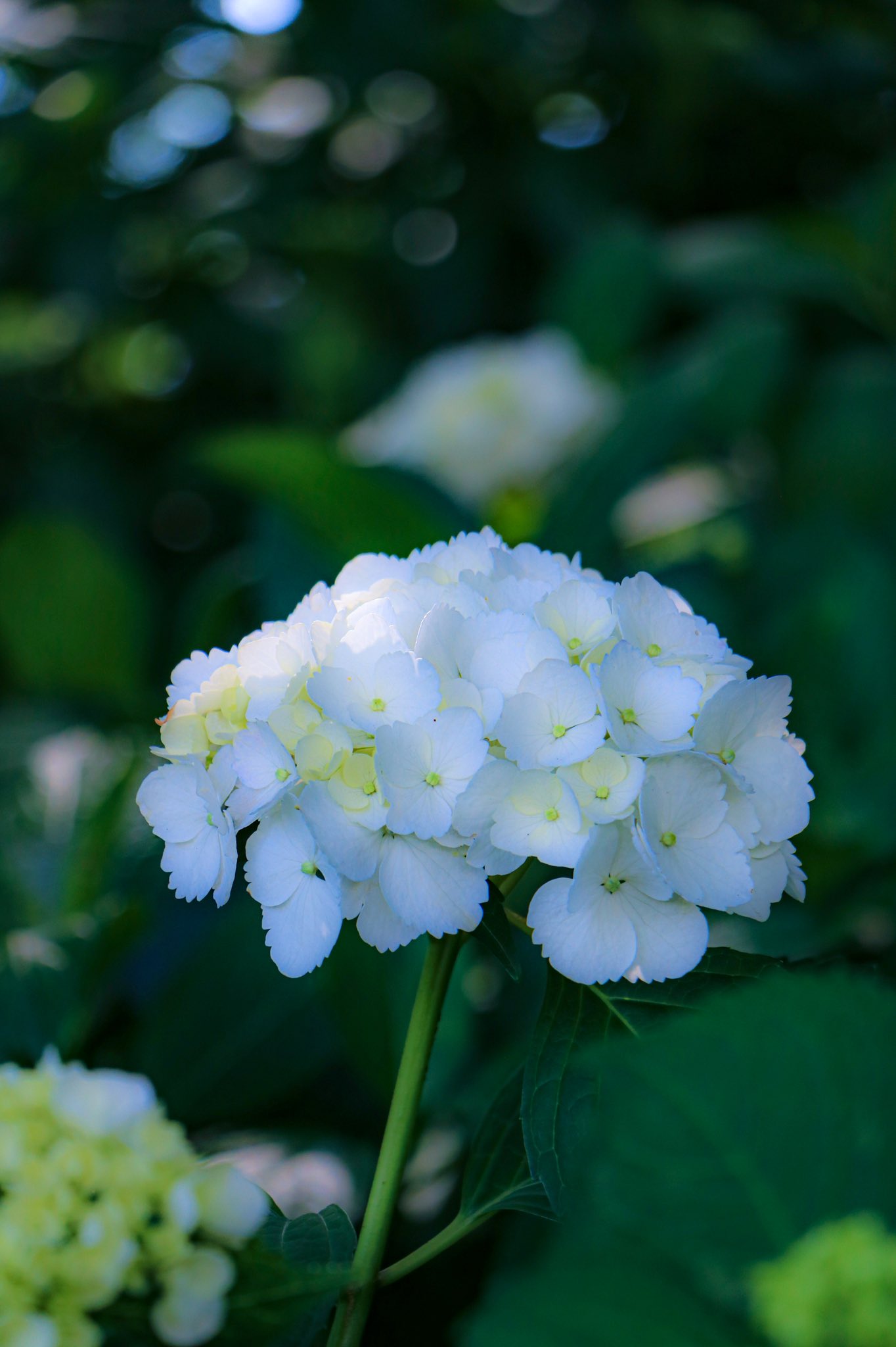 いちご おはようございます うっすらブルーが入った 白い紫陽花が美しかったです ギザギザの花びらが オシャレさん 紫陽花 Tlを花でいっぱいにしよう 写真好きな人と繫がりたい 幸手権現堂 埼玉県 T Co Ztxg33xivz Twitter