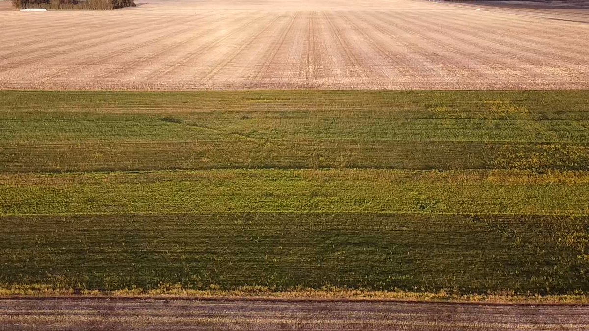 Santiago Langoni (@santilango) on Twitter photo Generando información acerca de cultivos de cobertura y su competencia frente a las malezas.
Ryegrass, rábano, cebadilla, centeno, triticale y vicia.
#malezas #cultivosdecobertura
<a href="/GigonRamon/">Ramon Gigon</a> Generando información acerca de cultivos de cobertura y su competencia frente a las malezas.
Ryegrass, rábano, cebadilla, centeno, triticale y vicia.
#malezas #cultivosdecobertura
<a href="/GigonRamon/">Ramon Gigon</a>