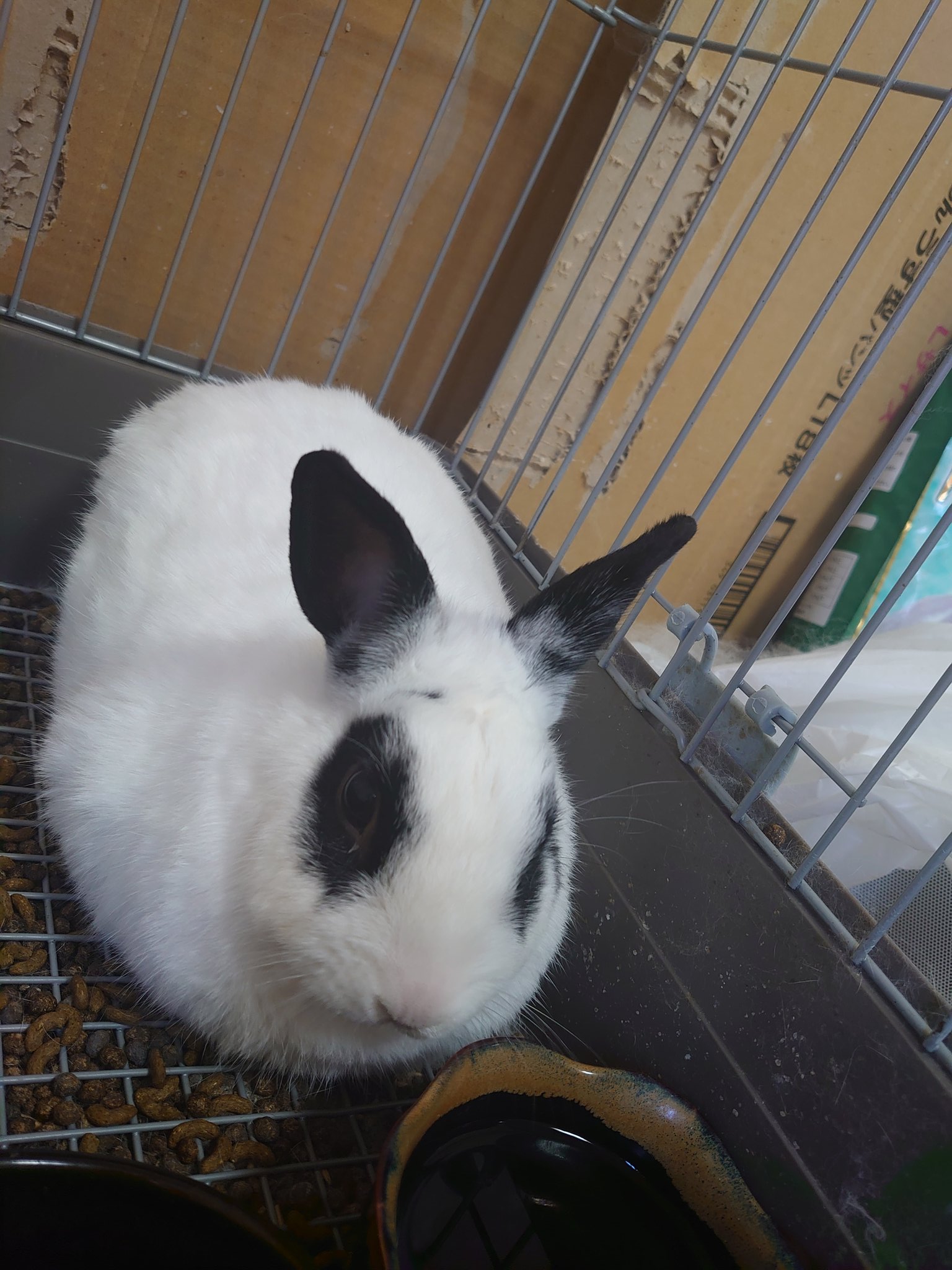 うさぎの微笑み 悲しいことがあって 久しぶりに泣いた それまで泣くことを 弱い心だと思ってたけど 泣きたいときに泣くのは とても人間的な心の人だと わかった T Co Hovnf2qmgo Twitter