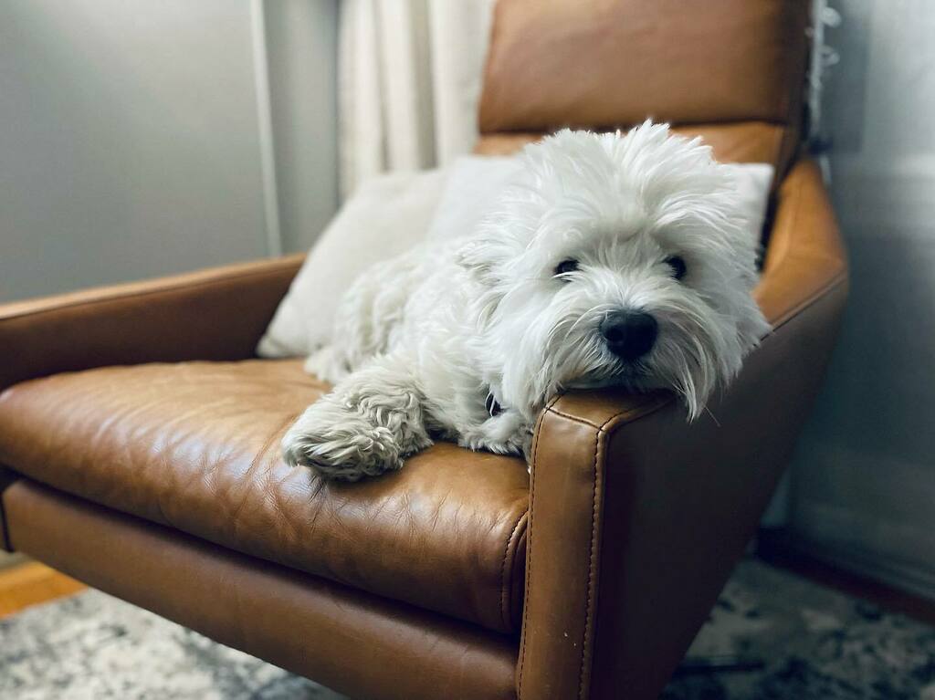 OlieAllred's tweet photo. Someone is a bit overgrown.😆 He’s going to the groomer tomorrow and we will miss his fluff. https://t.co/FkFlE3XVGS https://t.co/psnx5p8FAQ