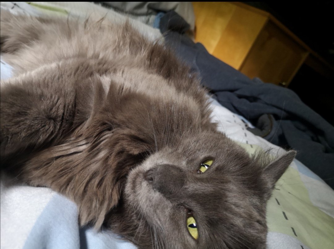 CutestKittyMika's tweet photo. The cat has awoken from a prolonged slumber https://t.co/2L3x3jeQ6e