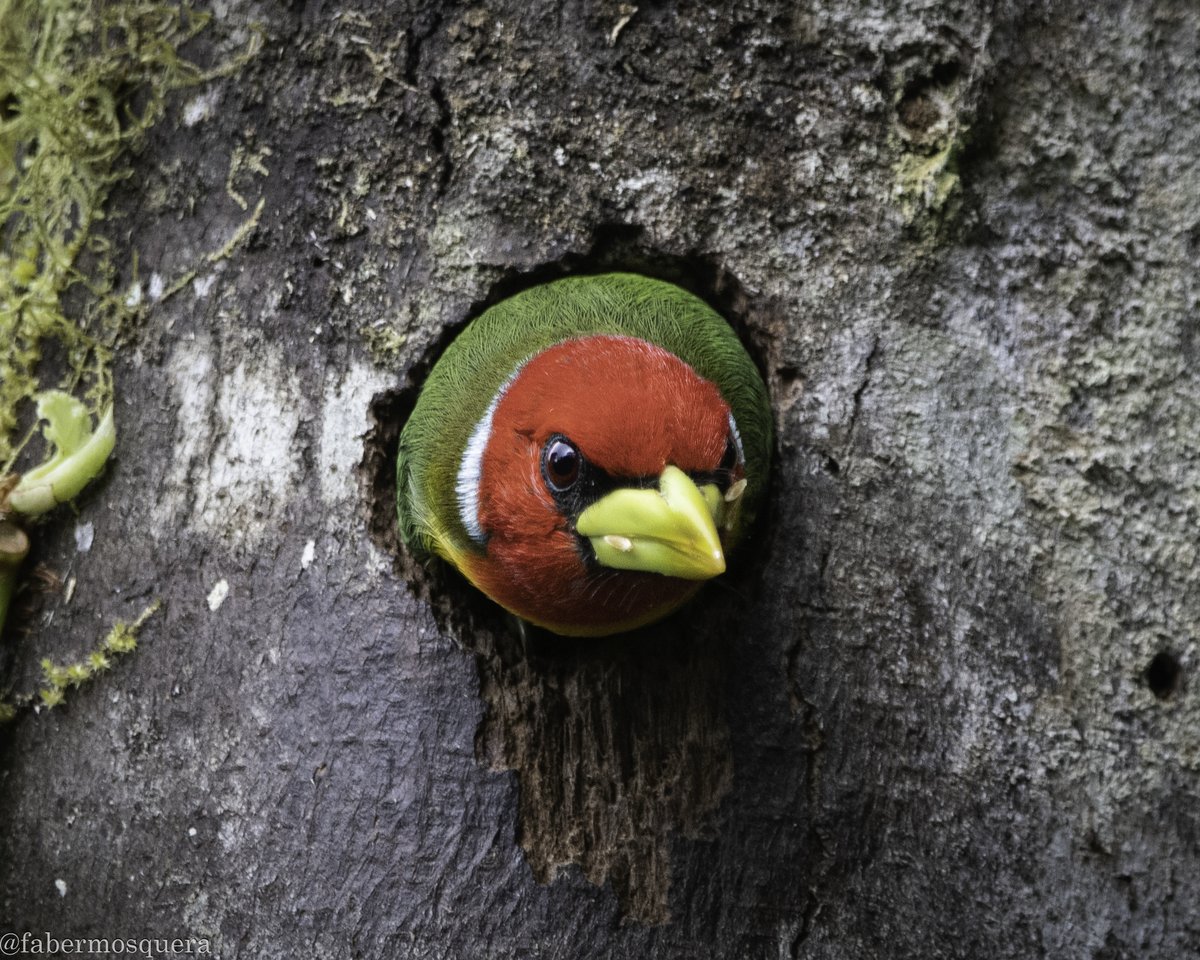 Fabermosquera's tweet photo. Esta es mi casa!
Piciformes
Capitonidae
Red-headed Barbet
Eubucco bourcierii

El macho es inconfundible con cabeza rojo brillante, espalda verde, vientre amarillo y pico amarillo grueso. También observa el cuerpo de forma ovalada con cabeza grande y cola corta. 
#bestbirds https://t.co/7ZPgpK8G21