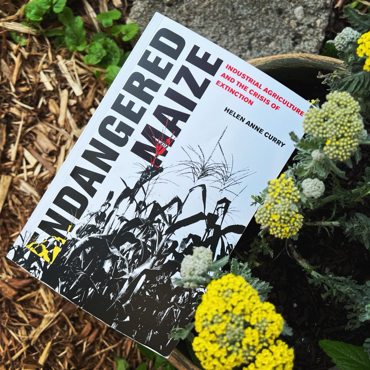 realfoodmedia's tweet photo. Join us for another stellar #RealFoodReads bookclub pick &amp; podcast episode! In Endangered Maize @hacurry asks: Who is served by endangerment narratives? https://t.co/vaQPYw4grP

@Patreon folx get 1st listen when the episode drops, so support us if you can! https://t.co/o2FEevPCeW https://t.co/kruk7OIHqX