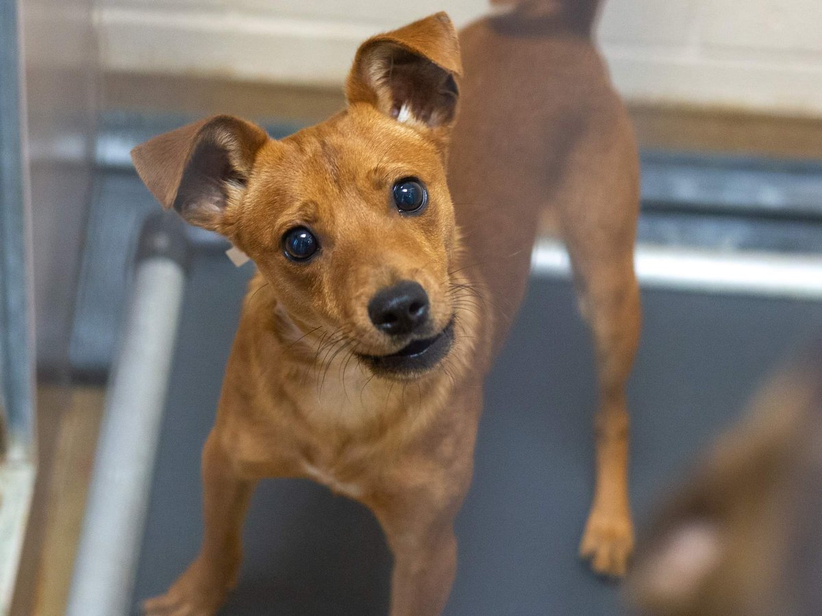 CCAnimalSrvs's tweet photo. We have a few small dogs available for adoption if that's what you're looking for! Through June all animals are FREE to qualified homes ($25 licensing fee still applies.) Come meet some dogs! https://t.co/aBYV01mShH
#dogs #dogsoftwitter #smalldogs #freeadoptions #chihuahua #pets https://t.co/0hONKYBl0M