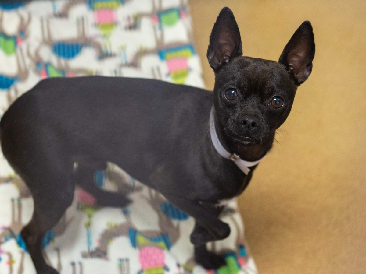 CCAnimalSrvs's tweet photo. We have a few small dogs available for adoption if that's what you're looking for! Through June all animals are FREE to qualified homes ($25 licensing fee still applies.) Come meet some dogs! https://t.co/aBYV01mShH
#dogs #dogsoftwitter #smalldogs #freeadoptions #chihuahua #pets https://t.co/0hONKYBl0M