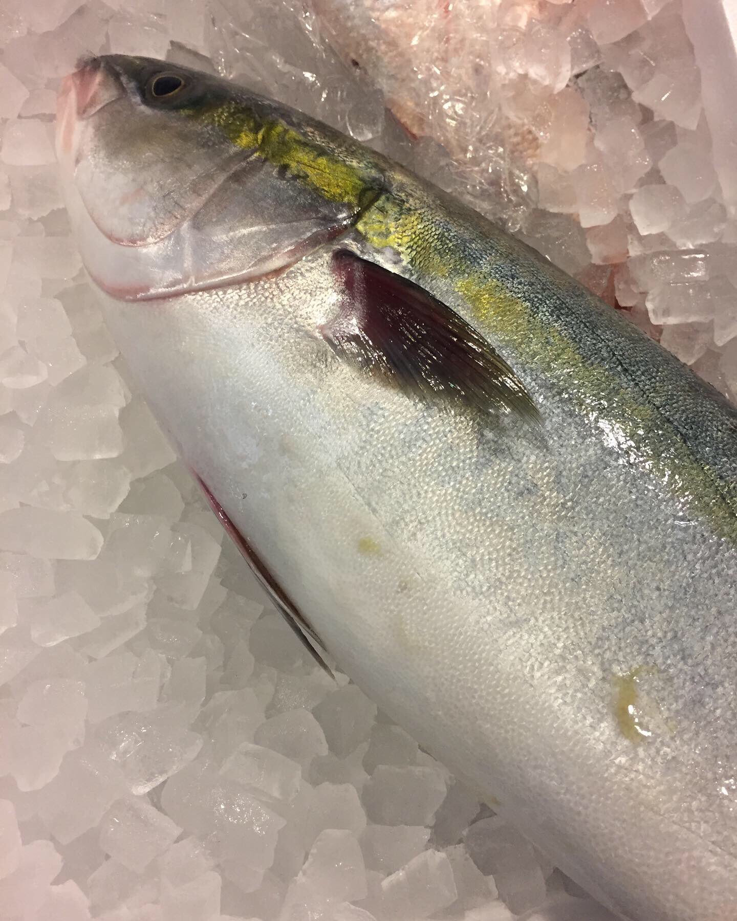 魚の旨い店 ほうぼう おはようございます 金曜日となりました 一週間が早すぎる 千葉県鴨川の ブリ ワラサ ブリって呼ぶには10kg以上にならないとダメなんだけど ブリ ワラサ ハマチ 海鮮 居酒屋 魚の旨い店 ほうぼう 釣り 天然 魚