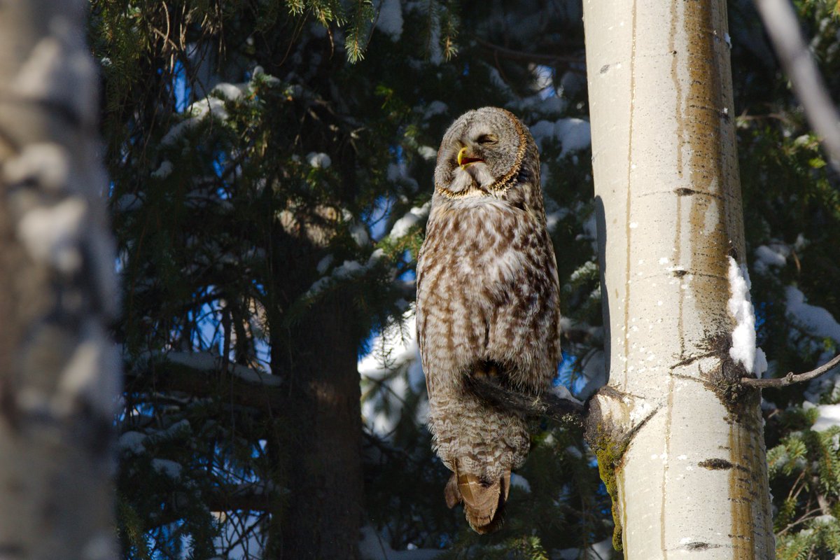 SWolfsden's tweet photo. #GreatGrayOwl sunbathing on one of the most iconic trees of the north. A mighty Aspen. They provide the openings in the woods needed for hunting. A shame the forestry industry sees them as weeds and fights them at any price.
#truenorth #StopTheSprayBC https://t.co/CKhnmouW9N