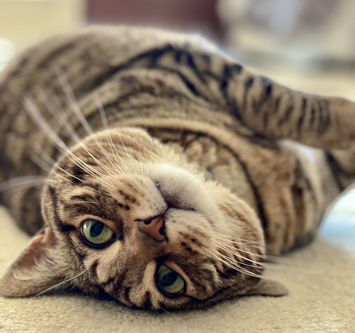 MissyBBBobtail's tweet photo. Goodnight #CatsOfTwitter   Zzzzzzzzz https://t.co/FZEERub5aH
