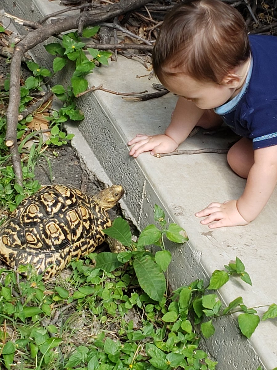 As a parent, my boys consume most of my time at home! Frederick is almost 3, yet he is beginning to learn guitar, can play Minecraft and other games, and is always fun and polite. Falcon is inquisitive of his world and has the temperament of a sage.