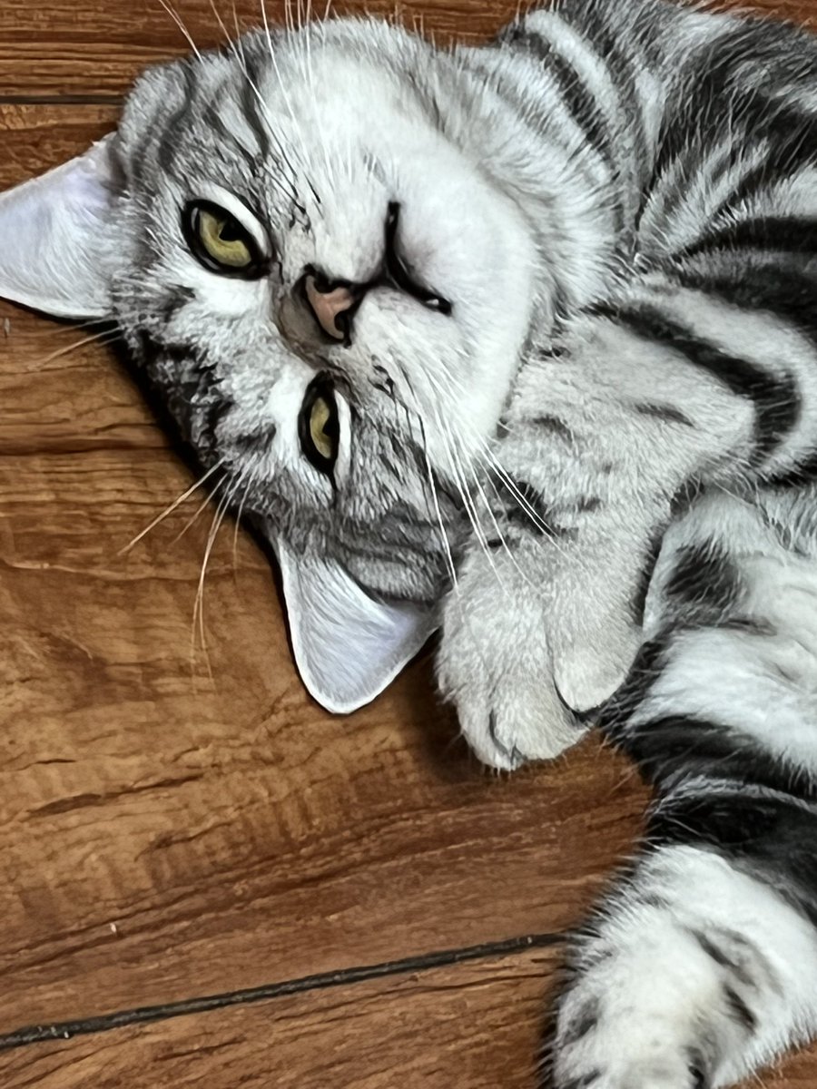 Norientation109's tweet photo. 小傻猫波罗蜜 #猫 #cat #美短虎斑 #郑州 https://t.co/e1UhGpsxtR
