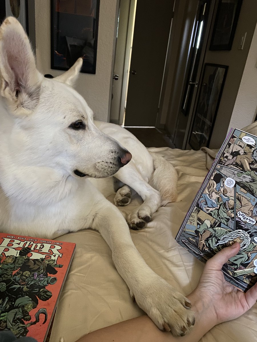 Angela31's tweet photo. Is there anything nicer than reading graphic novels in bed, and having a dog who likes to read them with you? https://t.co/qx8UVFEhbF