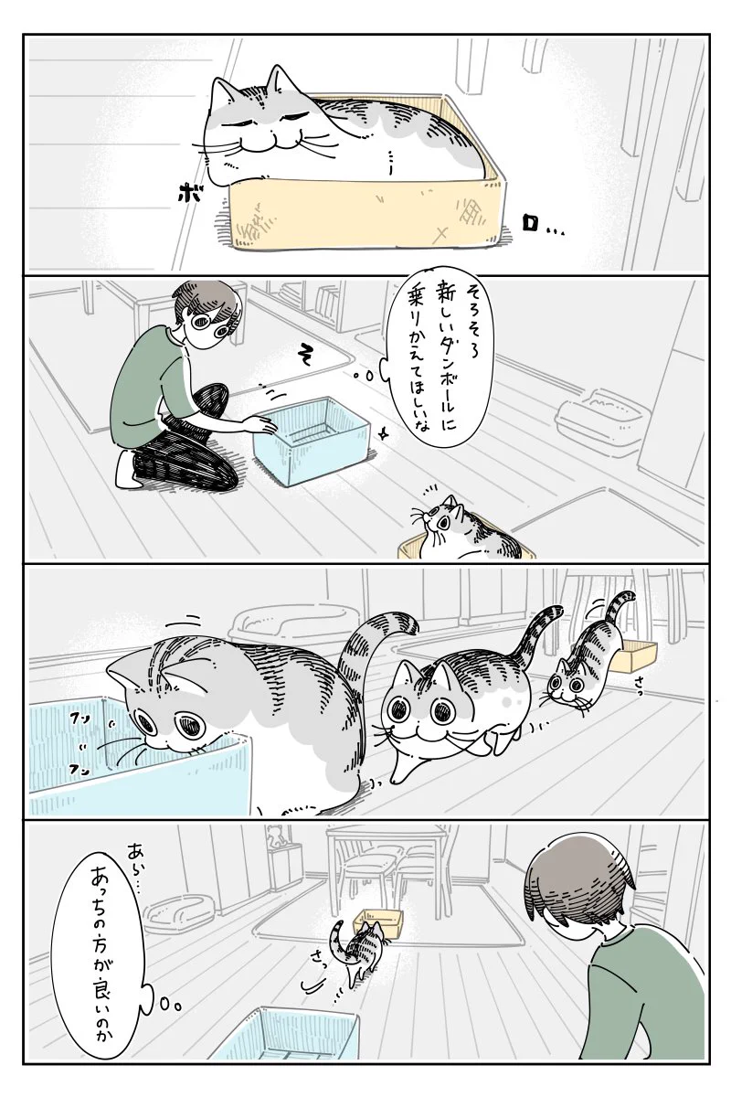 新しいものを用意しても、なかなか乗り換えてくれず･･･！猫と段ボールのお話！