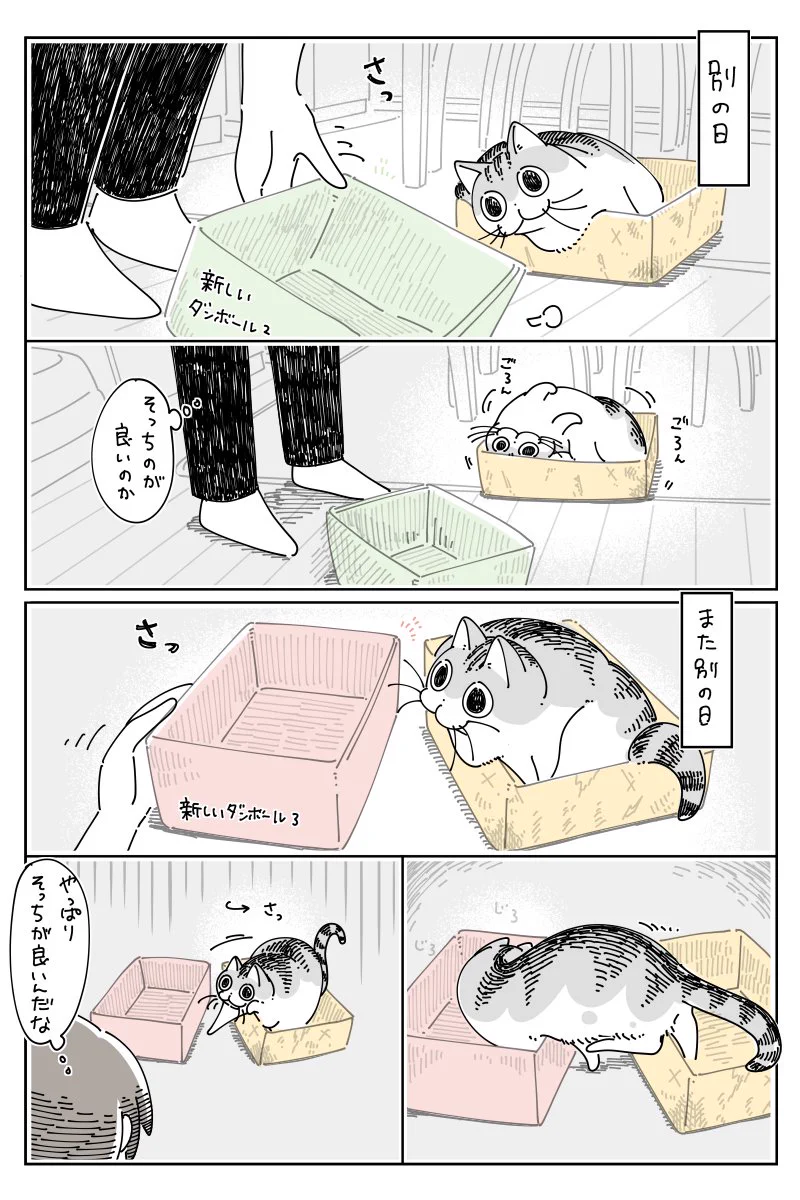 新しいものを用意しても、なかなか乗り換えてくれず･･･！猫と段ボールのお話！