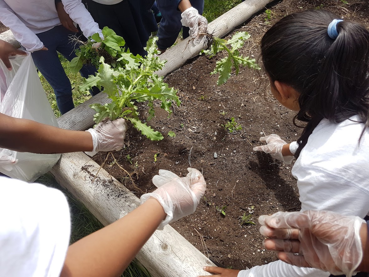 Although our work started late this year, Eco Club’s Ss @TDSB_Firgrove have been busy cleaning up our school grounds, weeding our garden and, the highlight of it all, planting vegetables! We’re looking forward to watching them grow! @AnjiGillespie @trusteemammo @EcoSchoolsTDSB