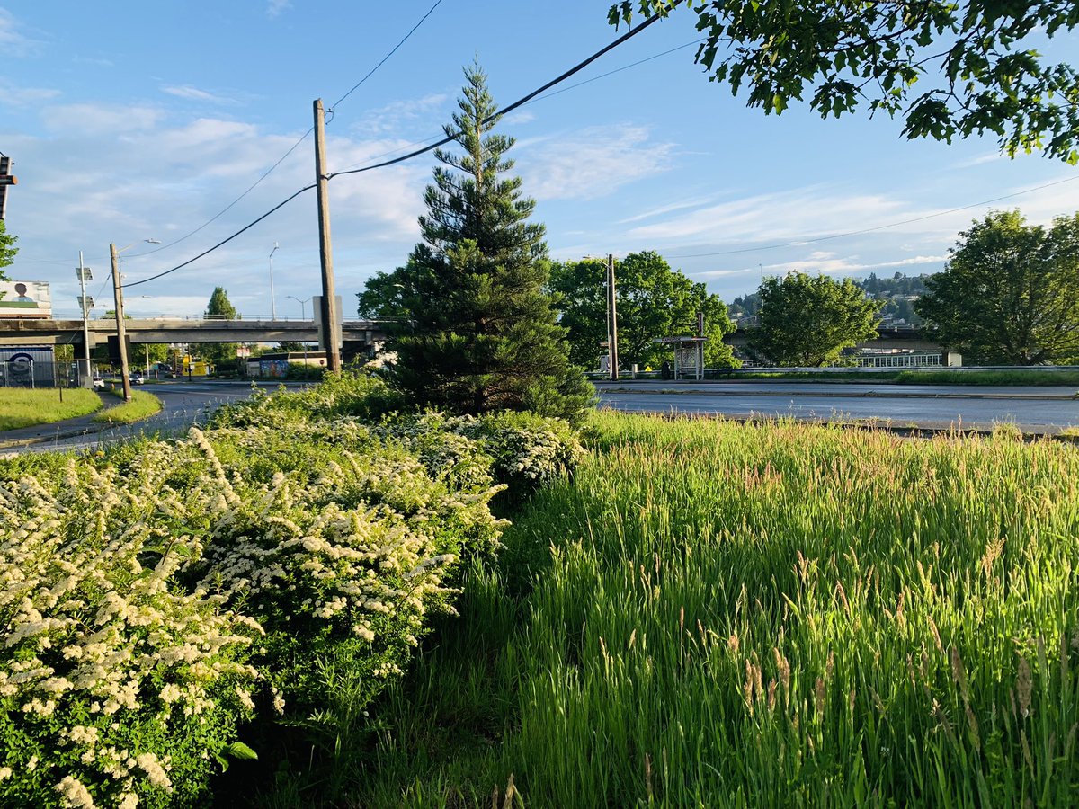 HousingAndParks's tweet photo. Urban freeway improved by unmowed grasses. #Seattle #Interbay #BallardBridge #IndustrialLands https://t.co/LwC5enYeYt