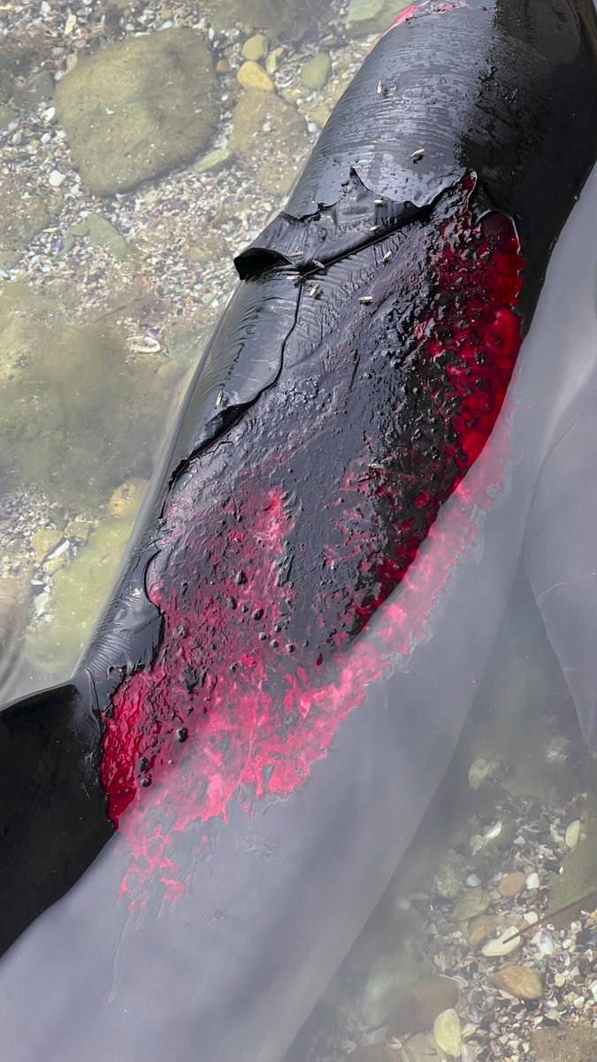 EuromaidanPress's tweet photo. Many killed &amp; wounded dolphins are brought by the Black Sea current to the coast.

They are either wounded by sea mines &amp; explosions or lose orientation and feeding pattern because of the use of certain types of sonars by the Russian navy, ecologist said https://t.co/Q7iRKE73ov https://t.co/o3MvYXVMXA