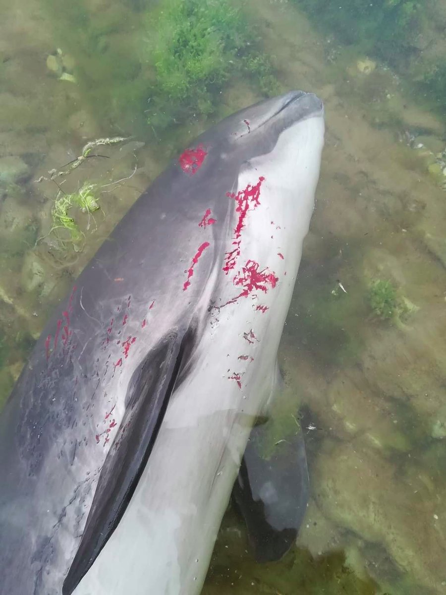 EuromaidanPress's tweet photo. Many killed &amp; wounded dolphins are brought by the Black Sea current to the coast.

They are either wounded by sea mines &amp; explosions or lose orientation and feeding pattern because of the use of certain types of sonars by the Russian navy, ecologist said https://t.co/Q7iRKE73ov https://t.co/o3MvYXVMXA