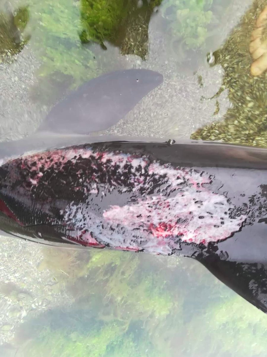 EuromaidanPress's tweet photo. Many killed &amp; wounded dolphins are brought by the Black Sea current to the coast.

They are either wounded by sea mines &amp; explosions or lose orientation and feeding pattern because of the use of certain types of sonars by the Russian navy, ecologist said https://t.co/Q7iRKE73ov https://t.co/o3MvYXVMXA