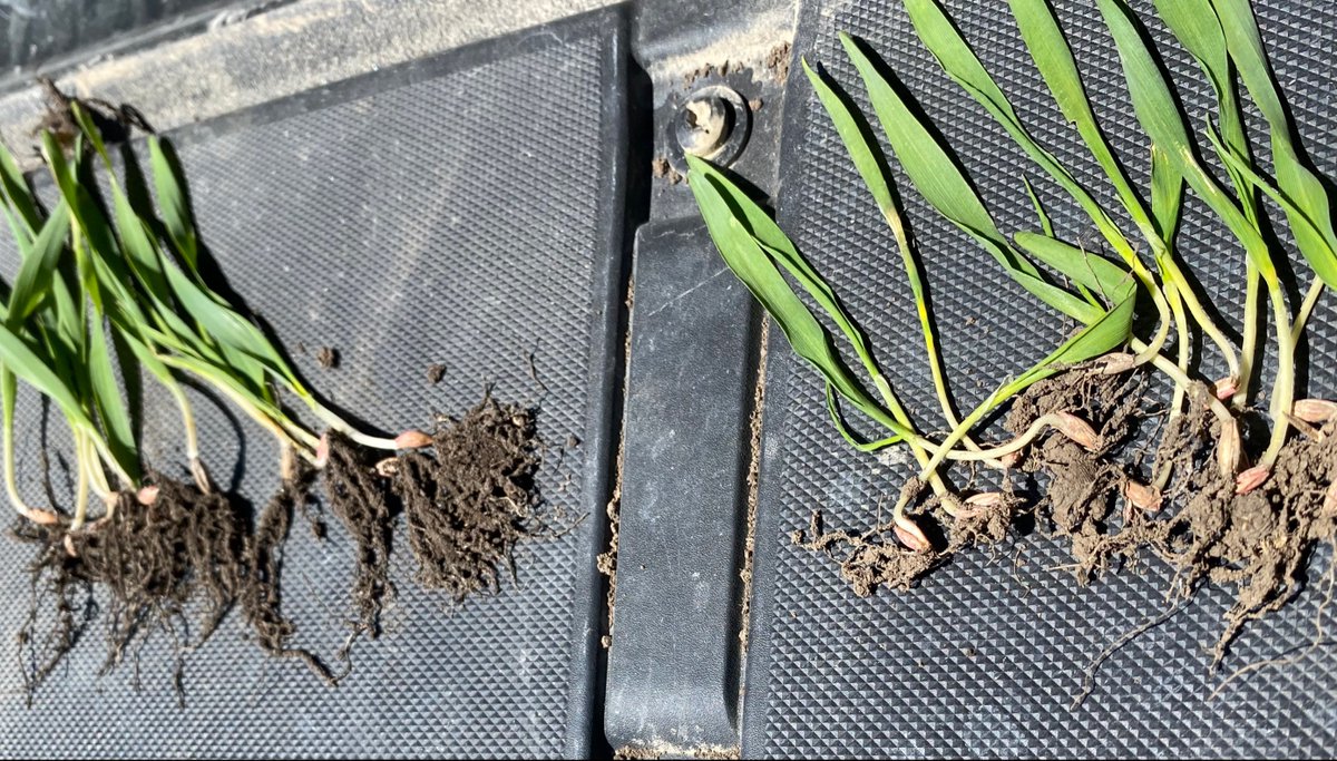 The picture on the left was treated with Precision Starter and Raxil Pro the one on the right just #RaxilPro. Look at the root advantage from Precision Starter!! Next year don't miss out on getting the roots that grow!!

#precisionstarter
<a href="/PrecisionAg1/">Precision Ag</a>