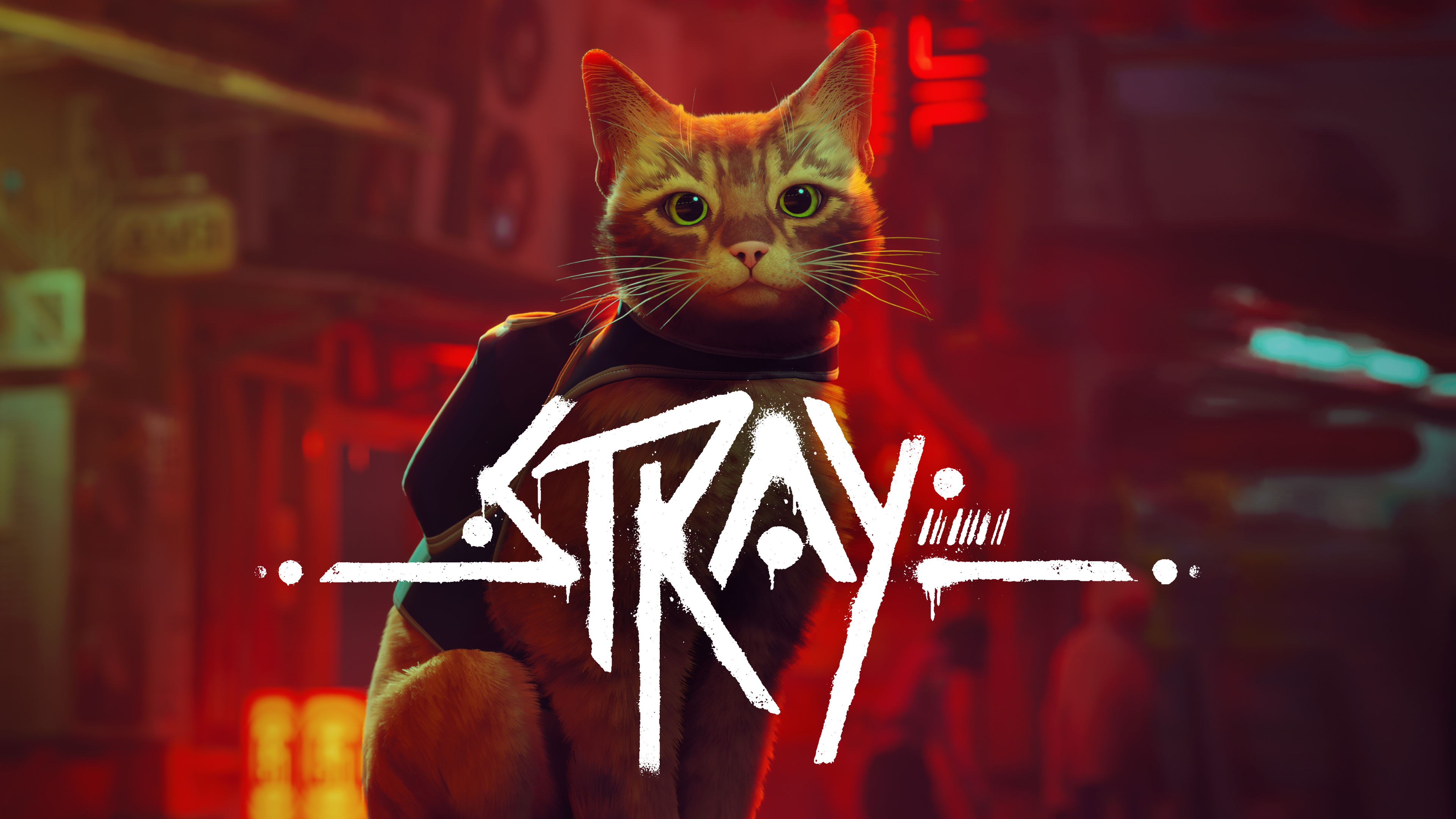 “STRAY” Bermain Sebagai Kucing Liar