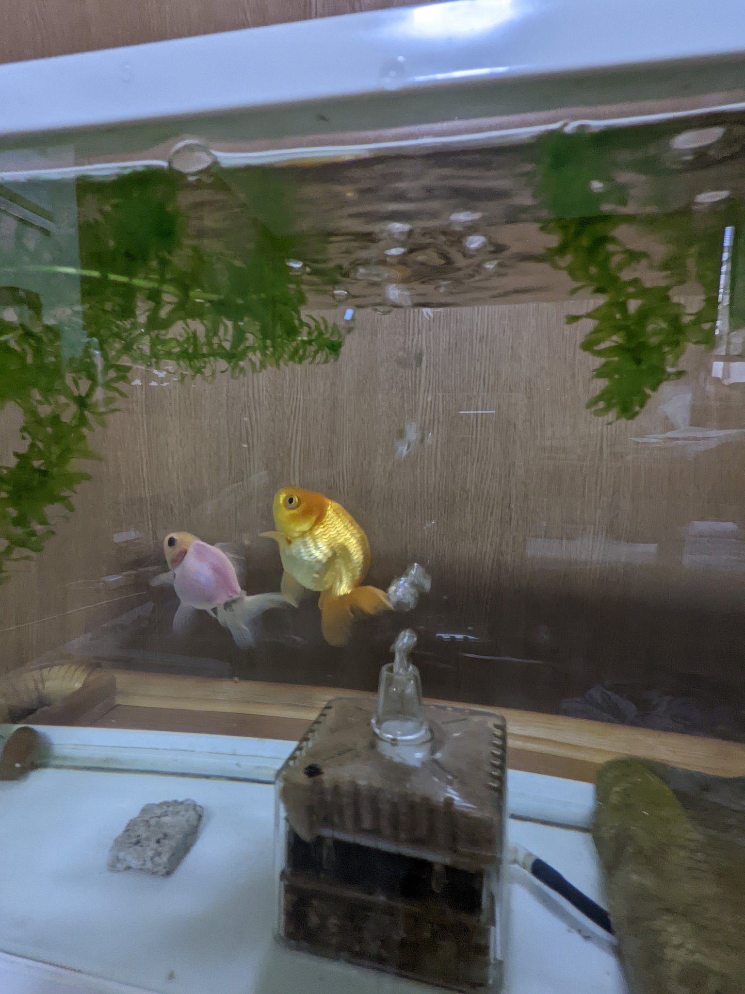金魚の卵 Twitter Search Twitter